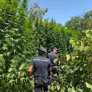 Piantagione di cannabis scoperta nel Parco del Ticino: sul mercato la droga avrebbe fruttato un milione di euro