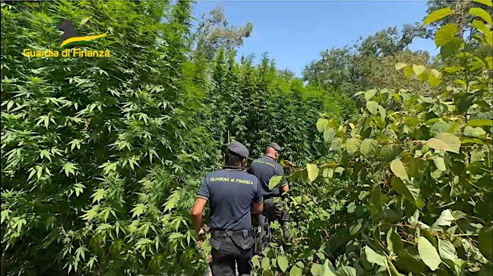 Piantagione di cannabis scoperta nel Parco del Ticino: sul mercato la droga avrebbe fruttato un milione di euro