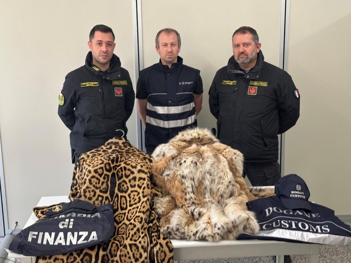 Pellice di animali in via d'estinzione, un uomo scoperto in dogana dalla Finanza di Como