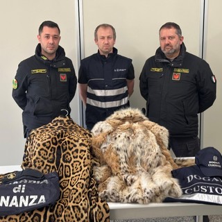 Pellice di animali in via d'estinzione, un uomo scoperto in dogana dalla Finanza di Como