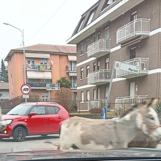 Gli asini a passeggio per le strade di Induno Olona ripresi da un automobilista