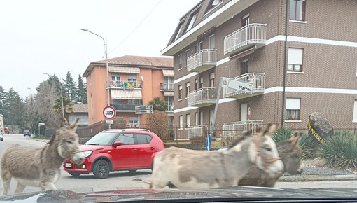 Gli asini a passeggio per le strade di Induno Olona ripresi da un automobilista