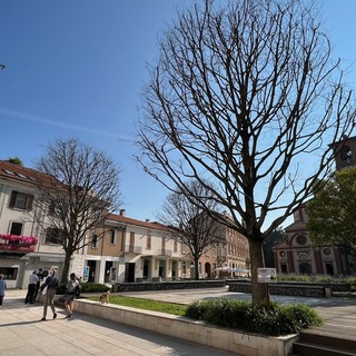 Lunedì mattina l’abbattimento dei tre bagolari morti in piazza San Magno a Legnano