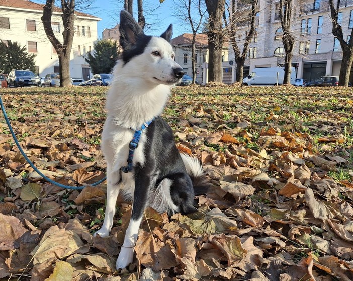 Buddy in quella che alcuni frequentatori vorrebbero diventasse un'area cani