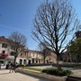 Lunedì mattina l’abbattimento dei tre bagolari morti in piazza San Magno a Legnano