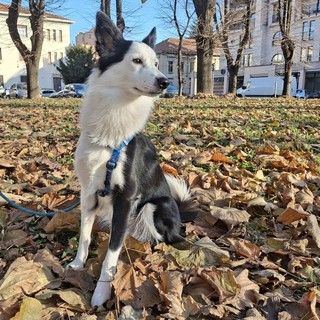 Buddy in quella che alcuni frequentatori vorrebbero diventasse un'area cani