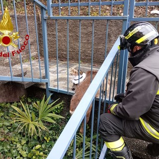 Il capriolo rimasto incastrato in un'inferriata a Dumenza liberato dai vigili del fuoco