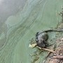 La carcassa dell'animale sulle rive del lago di Varese a Gavirate fotografata dal segretario del Pd Pierluigi Lucchina