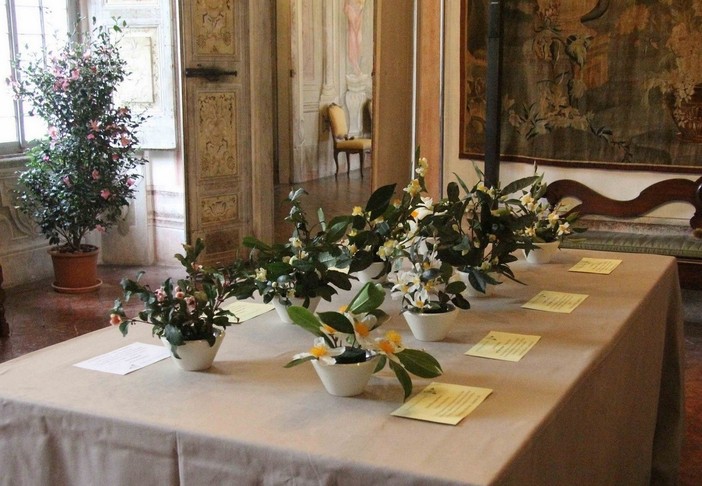 Tornano “Le Giornate delle Camelie” a Villa Della Porta Bozzolo: fiori, cultura e natura in autunno