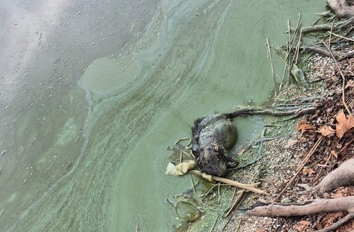 La carcassa dell'animale sulle rive del lago di Varese a Gavirate fotografata dal segretario del Pd Pierluigi Lucchina