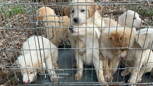 Busto: cucciolata abbandonata vicino MalpensaFiere. VIDEO