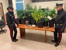 Albizzate, una serra di marijuana in casa: quarantenne in manette