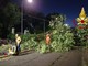 L'albero di 20 metri crollato a Milano per il maltempo