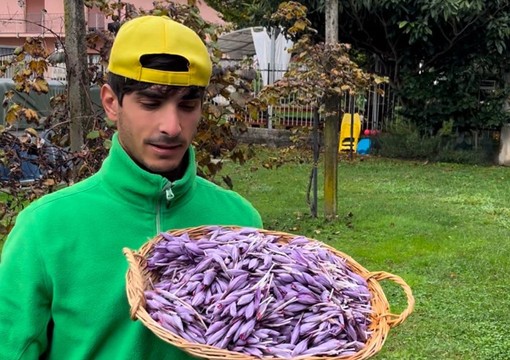 L'agricoltore monvallese Lorenzo Zanardini con lo zafferano di sua produzione