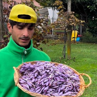 L'agricoltore monvallese Lorenzo Zanardini con lo zafferano di sua produzione