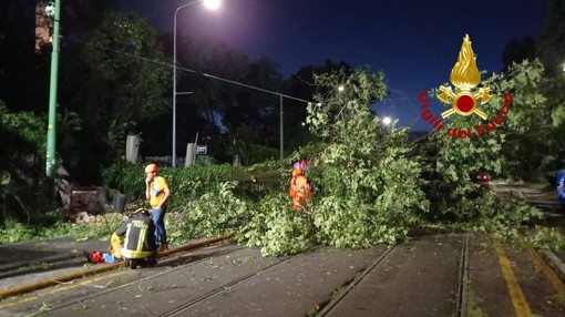 L'albero di 20 metri crollato a Milano per il maltempo