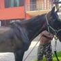 Il cavallo Willy in una foto tratta dalla pagina Facebook della Pro Loco Ranco