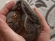 Uno degli scoiattoli recentemente soccorsi da Casaringhio, in fase di svezzamento