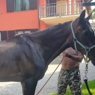 Il cavallo Willy in una foto tratta dalla pagina Facebook della Pro Loco Ranco