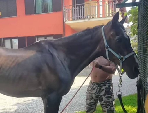 Il cavallo Willy in una foto tratta dalla pagina Facebook della Pro Loco Ranco