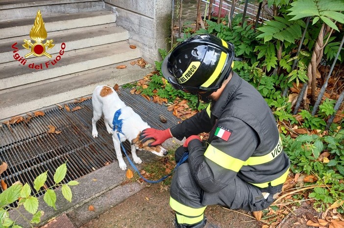 Cane rimasto solo in casa dopo il ricovero della proprietaria salvato dai vigili del fuoco a Busto