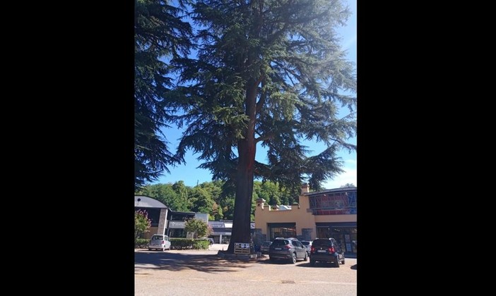 L'esemplare di cedro di viale Aguggiari in una foto dalla pagina Facebook di Daniele Zanzi