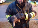 FOTO - Gatto si incastra tra le ruote posteriori di un'auto. Lo salvano i vigili del fuoco