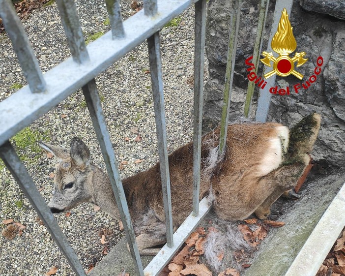 FOTO. Capriolo intrappolato in una recinzione, a Comerio arrivano i vigili del fuoco