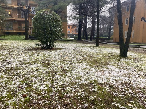 Un prato a Bizzozero dopo la grandinata di oggi, giovedì 13 marzo