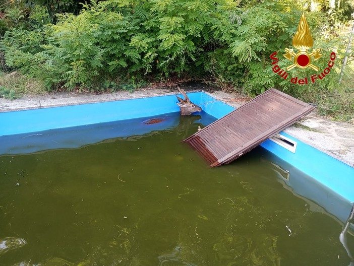 Cervo in piscina a Luino, salvato dai vigili del fuoco