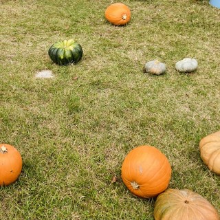 Castellanza: la festa di halloween con zucche e castagne rinviata di una settimana