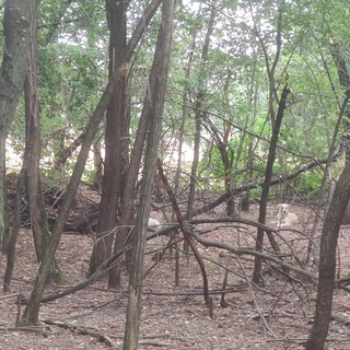 Cani liberi al Parco Alto Milanese: «Si intervenga»