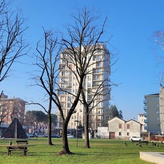 Manutenzione straordinaria del verde pubblico a Castellanza: 200mila euro per potature e interventi sugli alberi