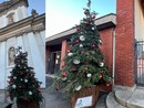 Aspettando le luci, Busto si colora di alberi