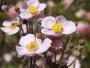 Fioriscono gli anemoni ma l'inizio d'autunno in provincia di Varese profuma ancora d'estate