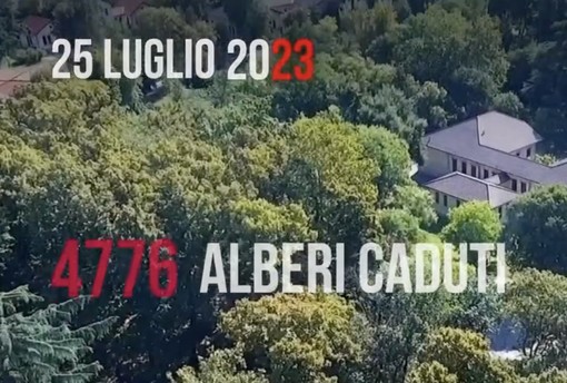 I 4.776 alberi caduti e il grande cuore dei milanesi