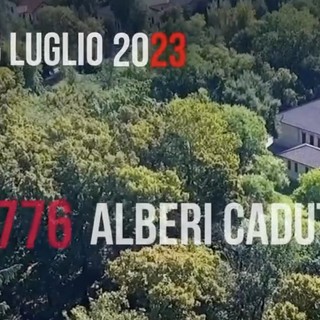 I 4.776 alberi caduti e il grande cuore dei milanesi