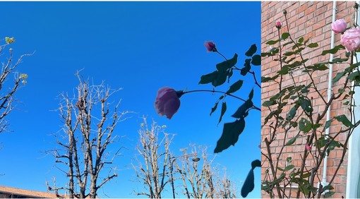 LA FOTO. L'autunno del villaggio: ditelo con una rosa