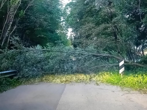 La pianta caduta nel capoluogo sulla strada che dal rione di Capolago porta a Buguggiate: la foto è di questa mattina