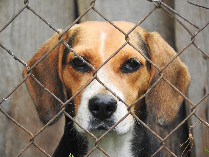 Busto, lascia 50mila euro ai cagnolini abbandonati: «Grazie, Rosalma»