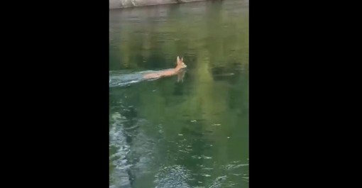 VIDEO - Un cerbiatto scivola nella diga del Panperduto e si salva nuotando fino a riva