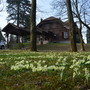 Fioritura delle primule al parco di Villa Baragiola a Varese (foto Paolo Valisa - CGP)