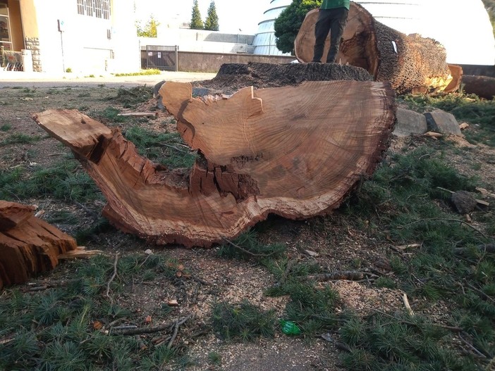 Cedro di viale Aguggiari: con il taglio dell'albero è confermata la presenza di una carie non risolvibile, con elevato rischio di cedimenti