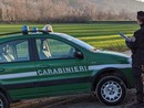 Cantello, tenta di uccidere i gatti con il veleno per topi: scoperto dai carabinieri