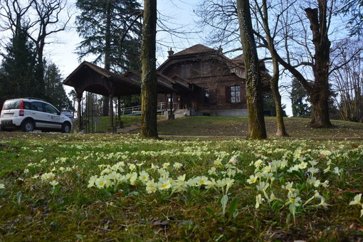 Fioritura delle primule al parco di Villa Baragiola a Varese (foto Paolo Valisa - CGP)