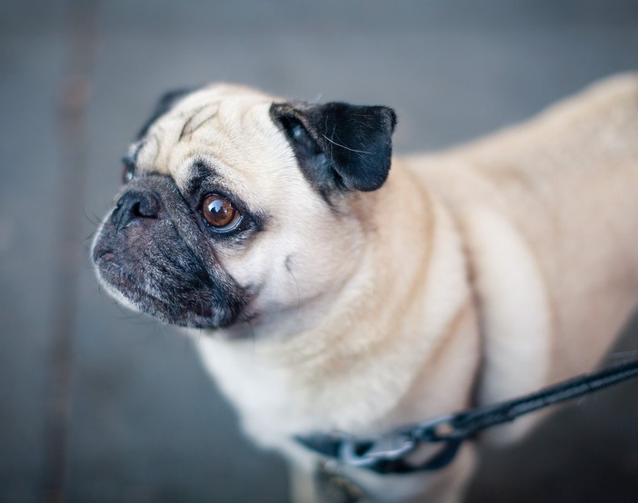 Giornata del cane, Varese è la città del territorio con più cani registrati: 9.499