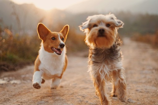 Quali domande porsi prima di accogliere un cane in famiglia?