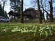 Fioritura delle primule al parco di Villa Baragiola a Varese (foto Paolo Valisa - CGP)