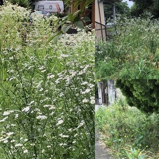 «Tagliate la foresta in via Macca»