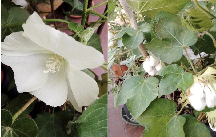 FOTO. Il fiore del cotone unisce le generazioni